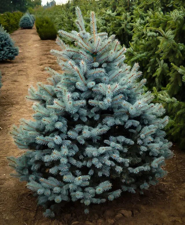 Baby Blue Eyes Spruce Trees For Sale Online | The Tree Center