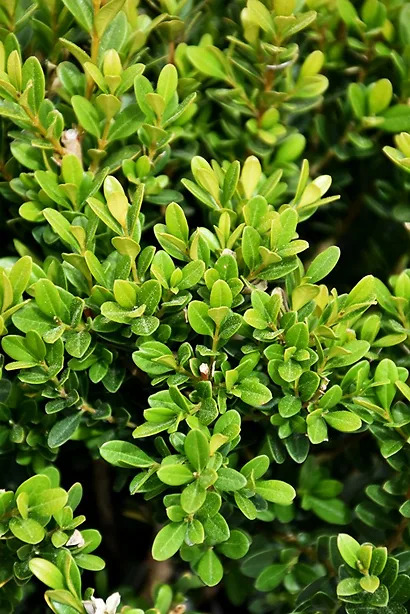 Baby Jade Japanese Boxwoods For Sale Online | The Tree Center