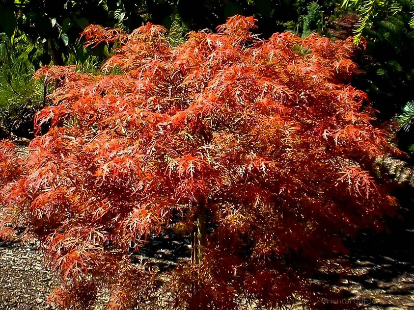 Buy Baby Lace Japanese Maple Tree - On Standard