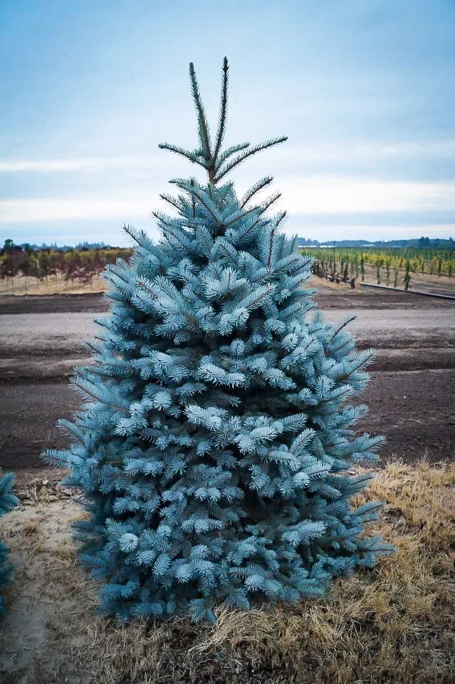 Baker's Blue Colorado Spruce
