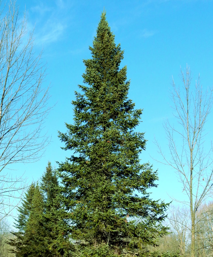 Balsam Fir Trees For Sale | Abies Balsamea | The Tree Center