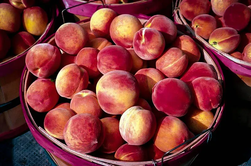 There Are No Georgia Peaches This Year