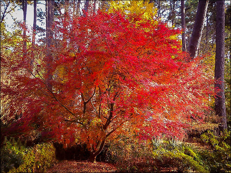 Buy Beni Komachi Japanese Maple | The Tree Center