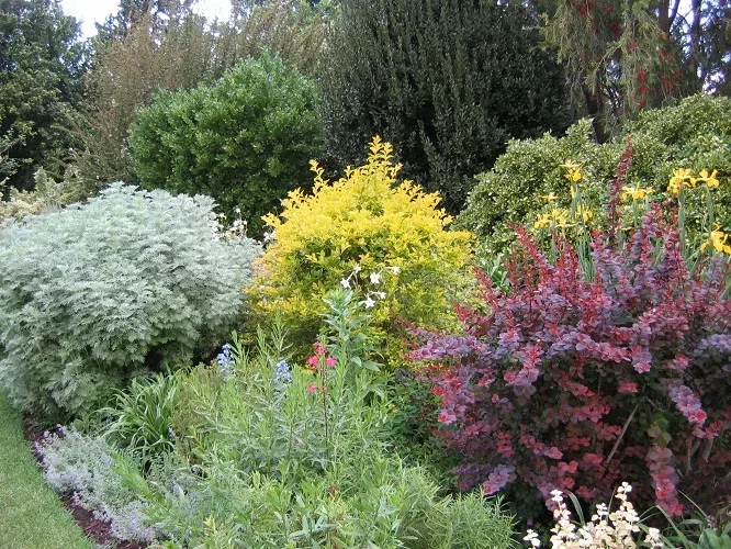 The Tough and Colorful Barberry | The Tree Center™