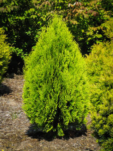 Berckmans' Golden Arborvitae For Sale Online | The Tree Center