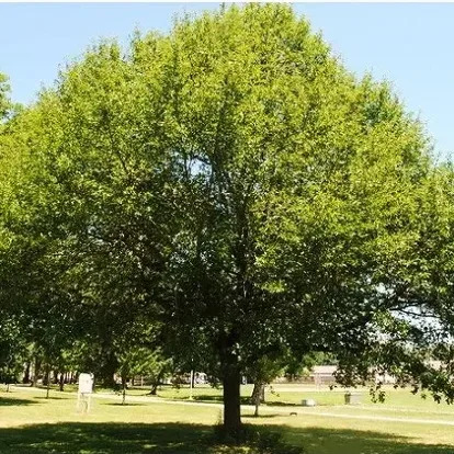 Black Gum Trees For Sale Online | The Tree Center