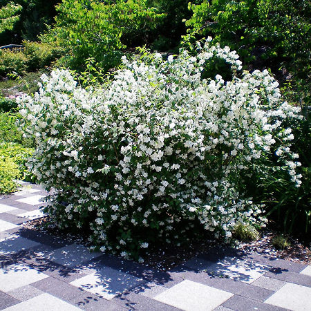 Blizzard Mock Orange For Sale Online | The Tree Center