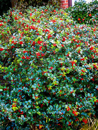 are blue holly bushes safe for dogs