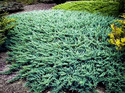 Blue Rug Juniper | Blue Rug Juniper For Sale | The Tree Center