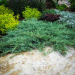 Blue Rug Juniper Ground Cover Plants For Sale | The Tree Center