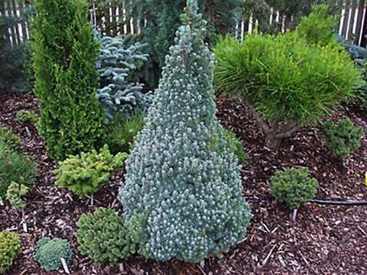 Blue Wonder Dwarf Spruce Trees For Sale Online | The Tree Center