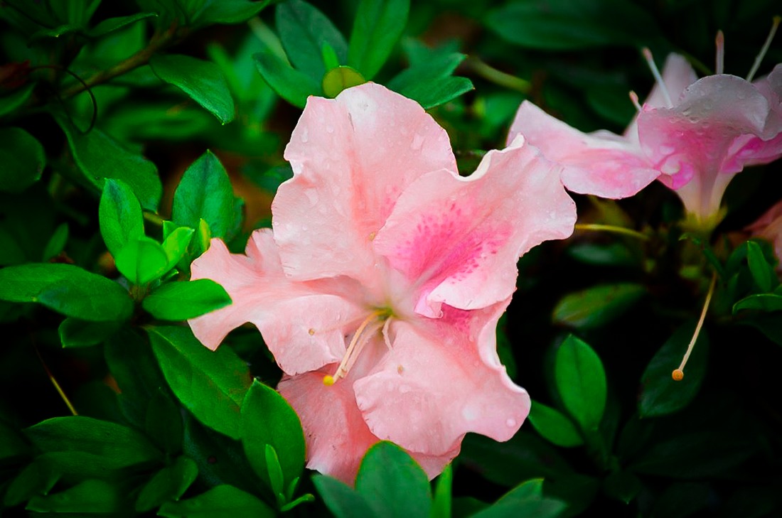 Blush Elegance ReBLOOM Azaleas For Sale Online | The Tree Center