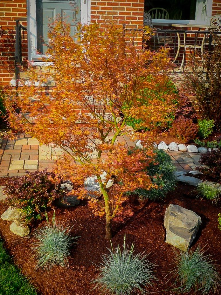 Japanese Maple Trees | Buy Japanese Maple Trees | The Tree Center