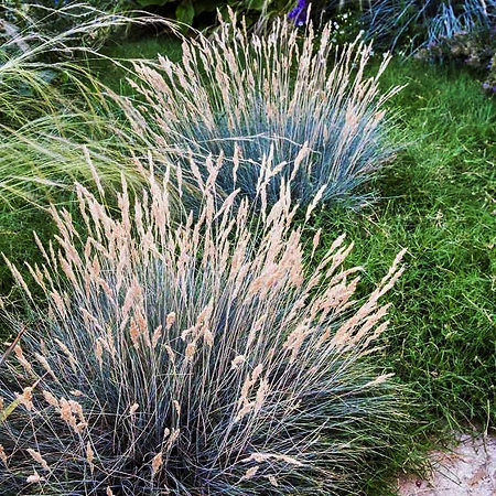 Boulder Blue Fescue For Sale Online | The Tree Center