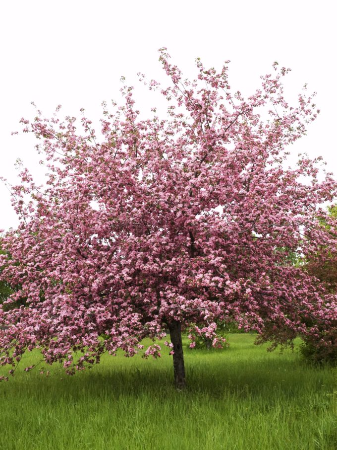 Flowering Crab Apple Trees For Sale | The Tree Center