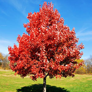 Brandywine Red Maple Trees For Sale Online | The Tree Center