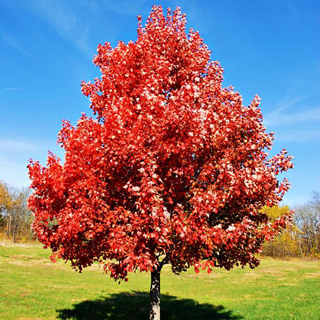 15 foot red maple trees for sale