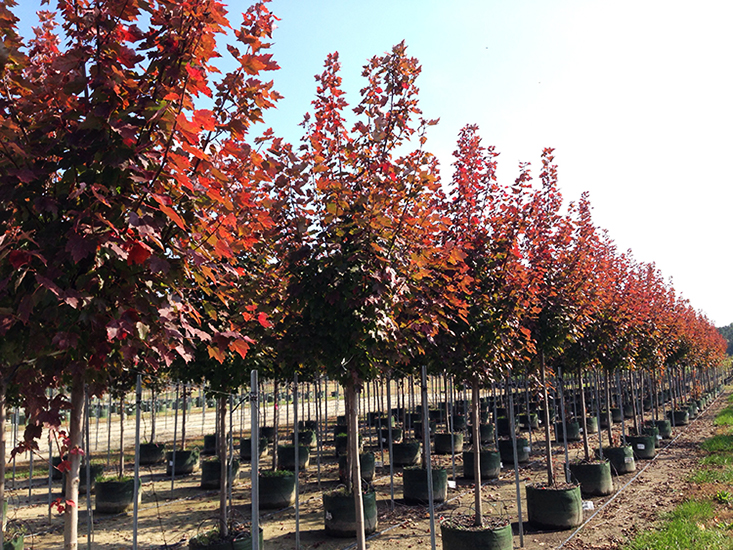 red maple saplings for sale
