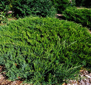 Broadmoor Juniper For Sale Online | The Tree Center