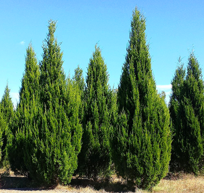 Brodie Eastern Red Cedar For Sale Online | The Tree Center