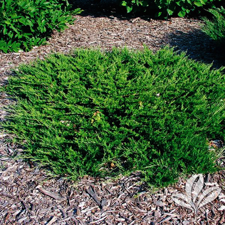 Buffalo Juniper For Sale Online | The Tree Center