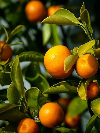 Seto Satsuma Orange Tree For Sale Online | The Tree Center