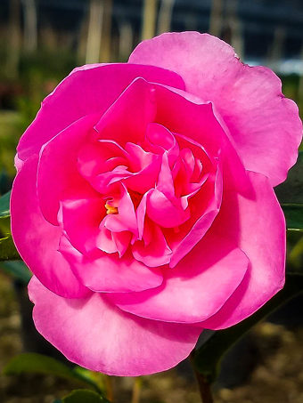 Camellia Plants For Sale Online | The Tree Center