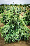 Feelin' Blue Deodar Cedar For Sale Online | The Tree Center