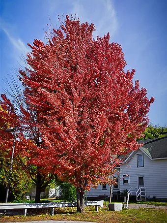 Maple Tree Diseases - Common Problems with Maples | The Tree Center™