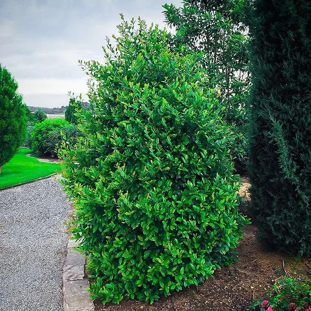 Centre Court Cherry Laurel Shrubs For Sale Online | The Tree Center