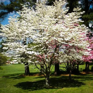 Cherokee Princess Dogwood Tree For Sale Online | The Tree Center