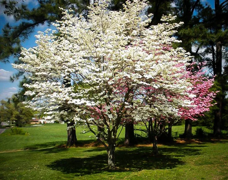 Cherokee Princess Dogwood Tree For Sale Online | The Tree Center