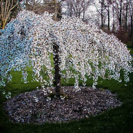 Snow Fountains Weeping Cherry Trees For Sale | The Tree Center