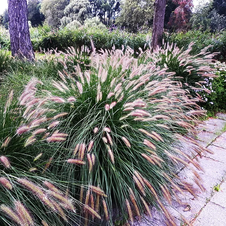 Prairie Winds® Desert Plains Fountain Grass Plant Addicts | lupon.gov.ph