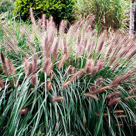 Chinese Fountain Grass For Sale Online | The Tree Center