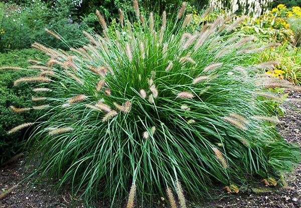 Chinese Fountain Grass For Sale Online | The Tree Center