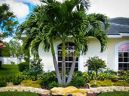 Christmas Palm Trees For Sale Online | The Tree Center