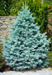 Colorado Blue Spruce For Sale Online | The Tree Center