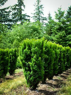 Columnar English Yew Trees For Sale | The Tree Center