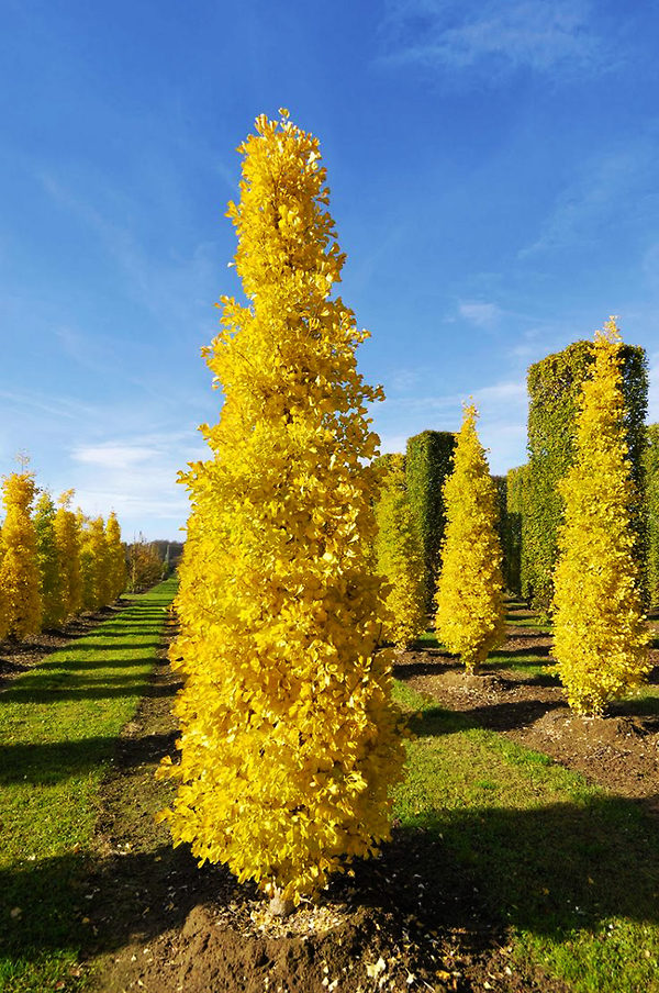 Columnar Ginkgo Trees For Sale Online | The Tree Center
