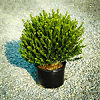 Compact Japanese Holly For Sale Online | The Tree Center