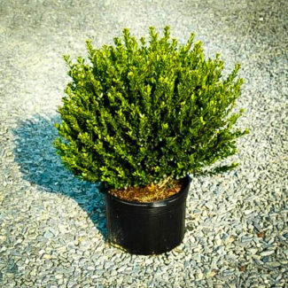 Compact Japanese Holly For Sale Online | The Tree Center