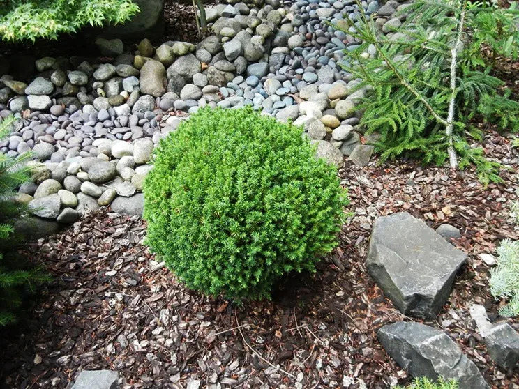 Compressa Dwarf Japanese Cedar Tree For Sale Online | The Tree Center