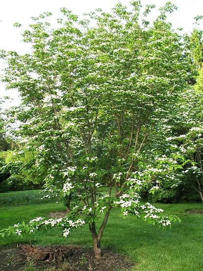 Buy Constellation Dogwood Trees Online | The Tree Center