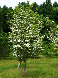 Buy Constellation Dogwood Trees Online | The Tree Center