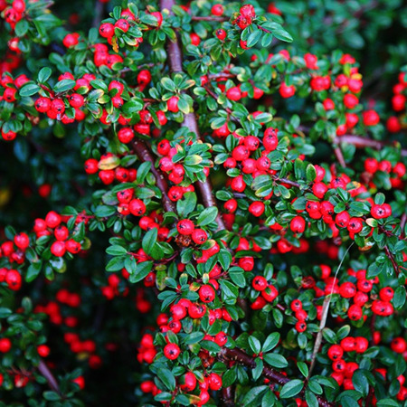 Coral Beauty Cotoneaster For Sale Online | The Tree Center