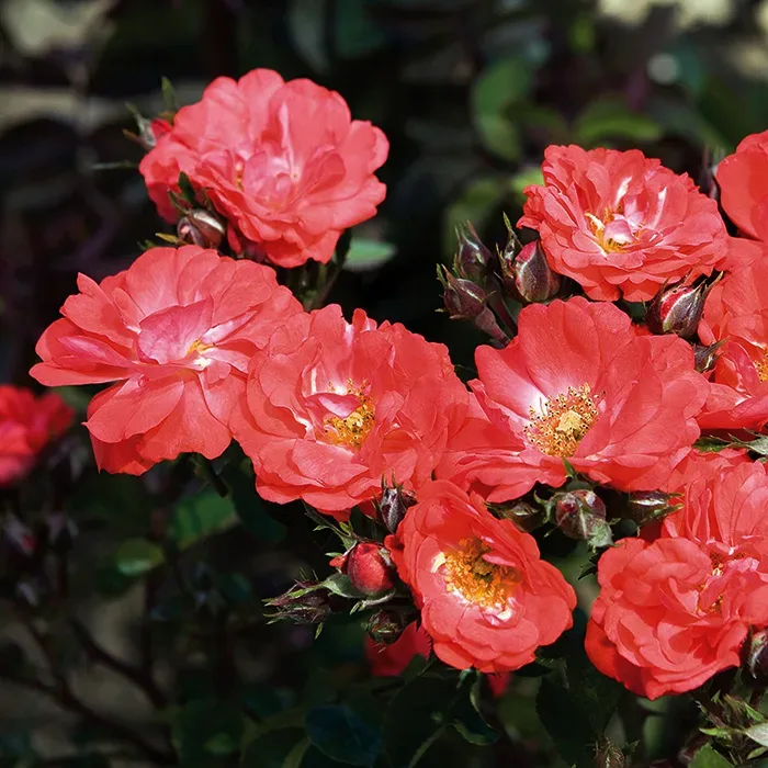 Coral Drift® Rose - Tree Form For Sale Online | The Tree Center