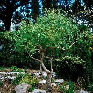 Corkscrew Willow Tree