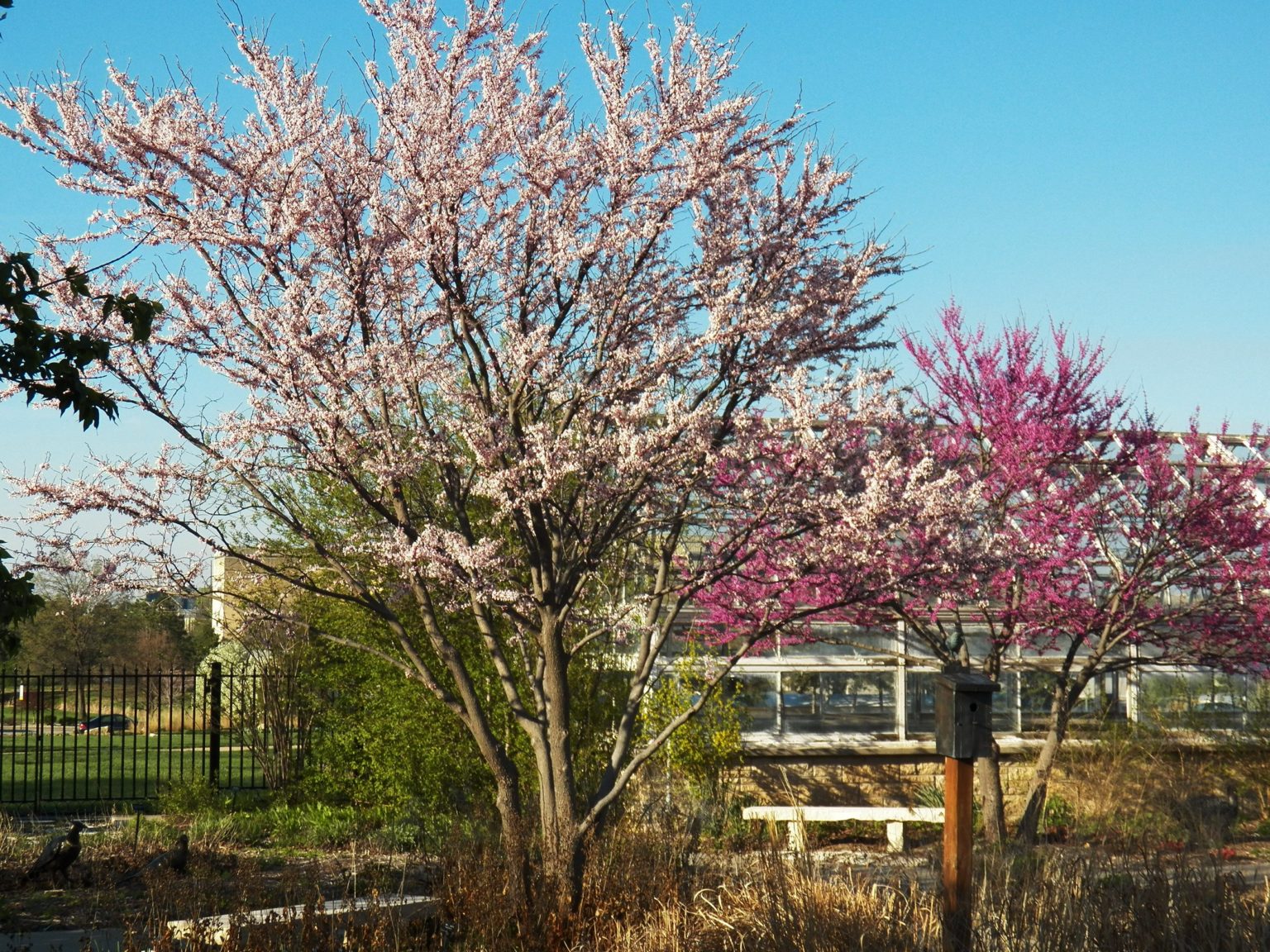 Cotton Candy Redbud Trees For Sale Online | The Tree Center