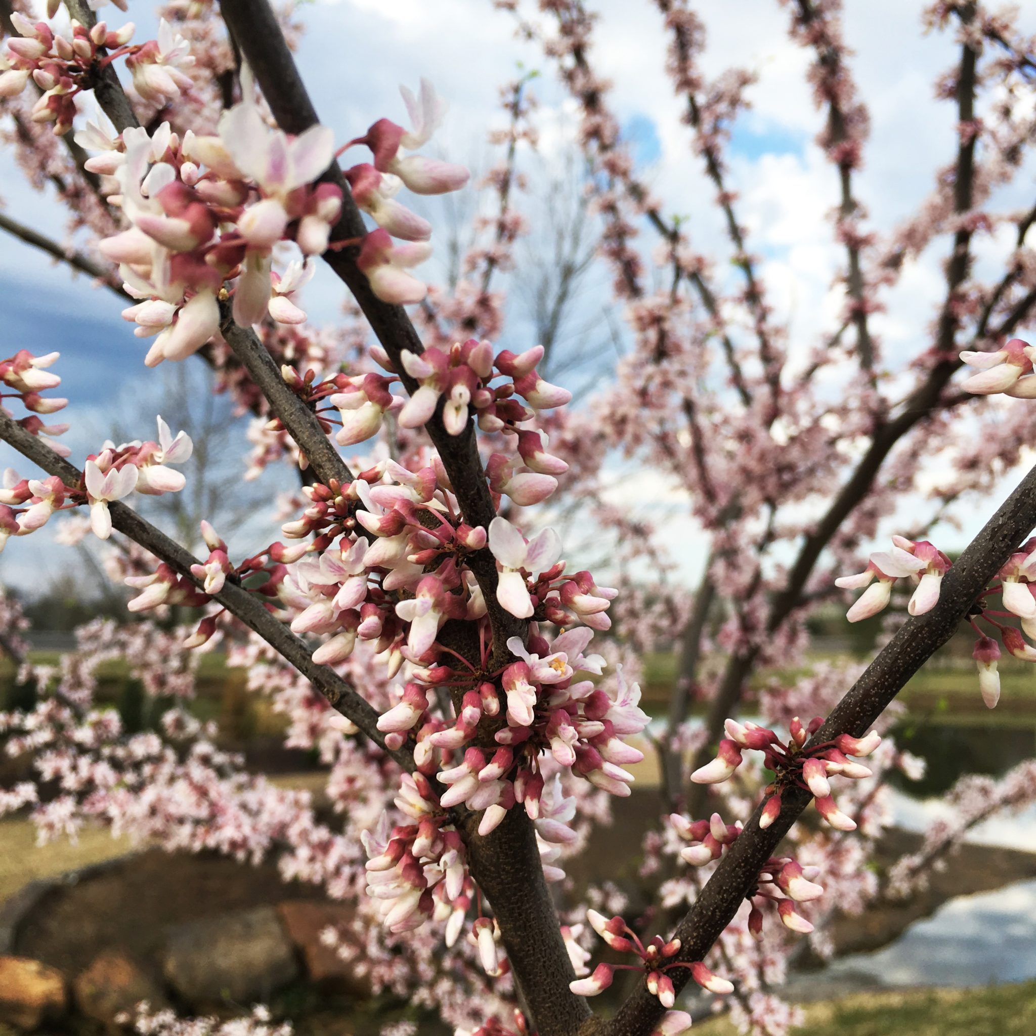 Cotton Candy Redbud Trees For Sale Online | The Tree Center